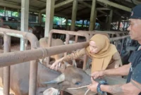 Pemerintah Kota Padang melalui Dinas Pertanian terus bergerak aktif memutus rantai penularan penyakit mulut dan kuku (PMK) yang menyerang hewan ternak berkuku belah.( poto: padangkita.com).