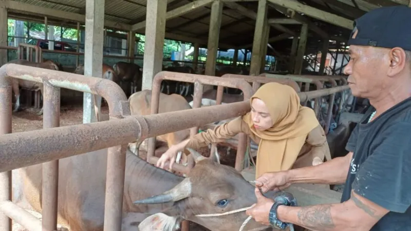 Pemerintah Kota Padang melalui Dinas Pertanian terus bergerak aktif memutus rantai penularan penyakit mulut dan kuku (PMK) yang menyerang hewan ternak berkuku belah.( poto: padangkita.com).