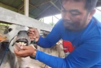 Pemberian vaksin PMK pada hewan ternak.( poto : padangkita.com )