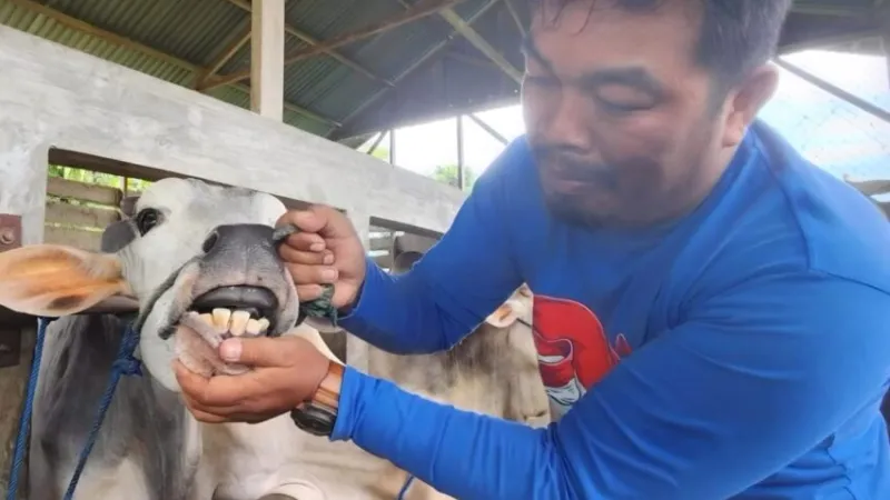 Pemberian vaksin PMK pada hewan ternak.( poto : padangkita.com )