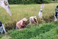 petani yang tergabung dalam Basis Serikat Petani Indonesia (SPI) Sakayan Jauah menggelar panen perdana padi agroekologi.(poto: padangkita.com).
