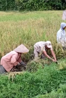 Petani Padang Pariaman Sukses Gelar Panen Perdana Padi Agroekologi Bebas Kimia