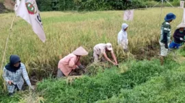 petani yang tergabung dalam Basis Serikat Petani Indonesia (SPI) Sakayan Jauah menggelar panen perdana padi agroekologi.(poto: padangkita.com).
