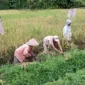 petani yang tergabung dalam Basis Serikat Petani Indonesia (SPI) Sakayan Jauah menggelar panen perdana padi agroekologi.(poto: padangkita.com).