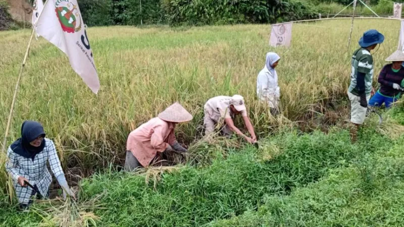 petani yang tergabung dalam Basis Serikat Petani Indonesia (SPI) Sakayan Jauah menggelar panen perdana padi agroekologi.(poto: padangkita.com).