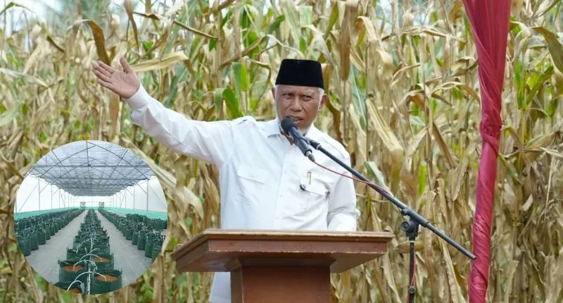 Gubernur Sumbar Mahyeldi Ansarullah dorong smart farming cabai di Agam guna tingkatkan produksi.(poto: padangkita.com).