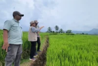 Riset UNAND Ungkap Strategi Petani Sumbar dan Sulsel Hadapi Perubahan Iklim Berbeda(poto: padangkita.com).