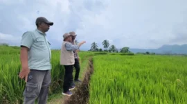 Riset UNAND Ungkap Strategi Petani Sumbar dan Sulsel Hadapi Perubahan Iklim Berbeda(poto: padangkita.com).
