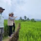 Riset UNAND Ungkap Strategi Petani Sumbar dan Sulsel Hadapi Perubahan Iklim Berbeda(poto: padangkita.com).