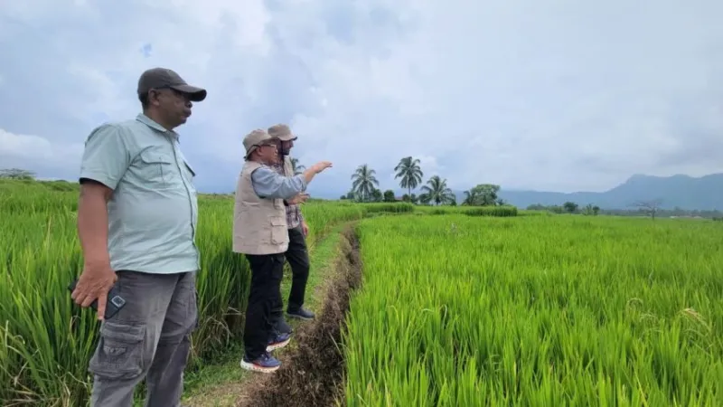 Riset UNAND Ungkap Strategi Petani Sumbar dan Sulsel Hadapi Perubahan Iklim Berbeda(poto: padangkita.com).