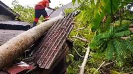 Pohon tumbang timpa PAUD di Nagari Kampung Tengah, Kecamatan Ranah Ampek Hulu Tapan, Kabupaten Pesisir Selatan, Sumatera Barat, Sabtu (26/9/2026).(poto: fajarsumbar.com).