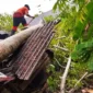 Pohon tumbang timpa PAUD di Nagari Kampung Tengah, Kecamatan Ranah Ampek Hulu Tapan, Kabupaten Pesisir Selatan, Sumatera Barat, Sabtu (26/9/2026).(poto: fajarsumbar.com).
