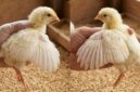 Pemeriksaan bulu sayap anak ayam umur sehari untuk membedakan jantan dan betina secara akurat di peternakan.(poto: AI).