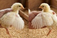 Pemeriksaan bulu sayap anak ayam umur sehari untuk membedakan jantan dan betina secara akurat di peternakan.(poto: AI).