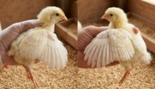 Pemeriksaan bulu sayap anak ayam umur sehari untuk membedakan jantan dan betina secara akurat di peternakan.(poto: AI).