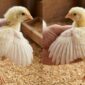 Pemeriksaan bulu sayap anak ayam umur sehari untuk membedakan jantan dan betina secara akurat di peternakan.(poto: AI).