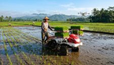 Petani mengoperasikan mesin penanam padi modern di lahan sawah dengan bantuan drone penyemprot udara.(poto: AI).